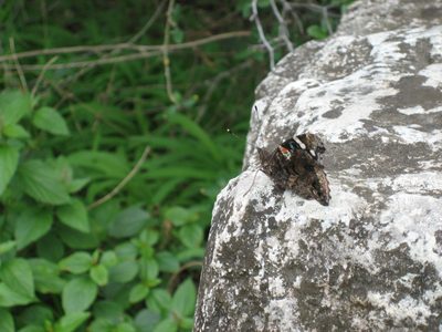 Pretty butterfly who was happily open-winged until I got...