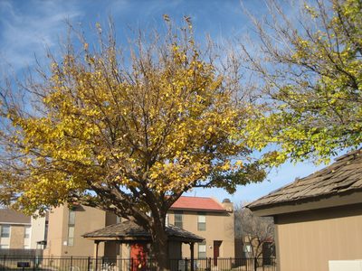 Proof that trees do change color and lose their leaves...