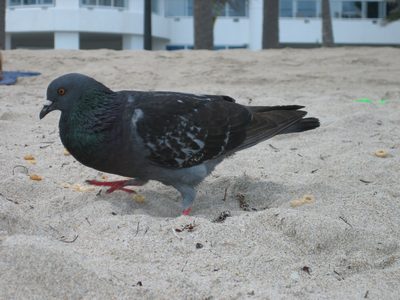 Love the local wildlife.
