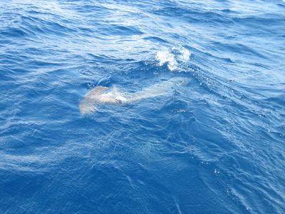 Er, make that shark-hauling