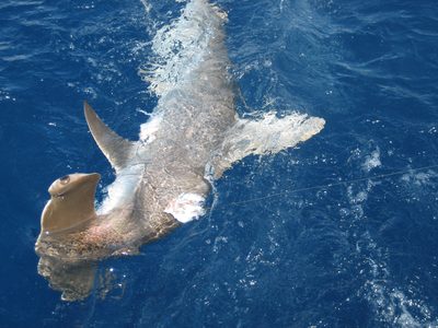 Hello Mr. Hammerhead