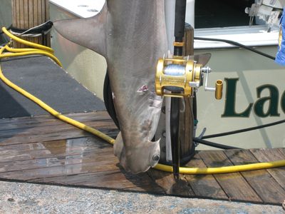 Big shark, big fishing reel