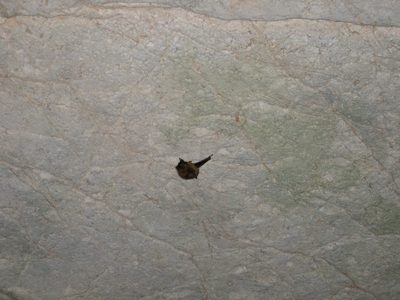 Little bitty bat on the cave ceiling