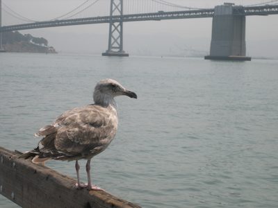 Local wildlife.