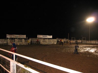 The very last of the rodeo: the last bull is herded back...