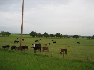 Mooooo.