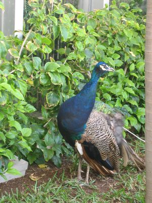It was easy to spot those who were new to the hotel,...
