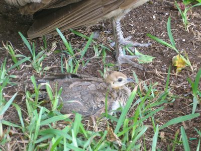 Did I mention there were two baby peacocks hopping...