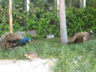 Peacock family!