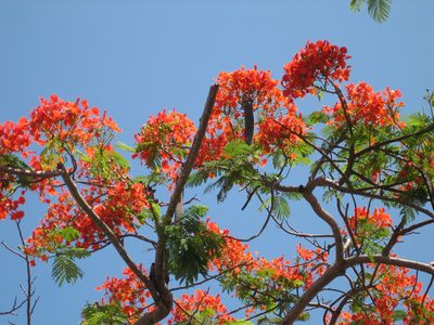 A fun flowering tree in Cancun Centro.  Mom thinks it's a mimosa.