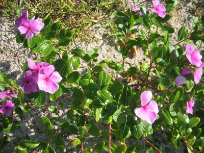Purty flares.  Mom thinks vinca minor or myrtle?