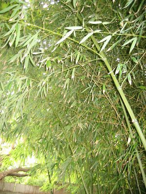 Pretty bamboo.