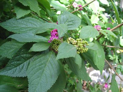 More Beautyberry.