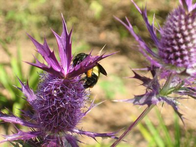 A bumblebee!