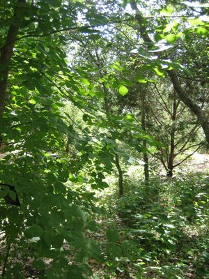 The Wildflower Center was quite green and peaceful, if...
