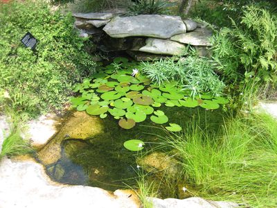 One of the ponds, with lilies...