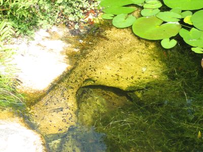 ... and tadpoles.