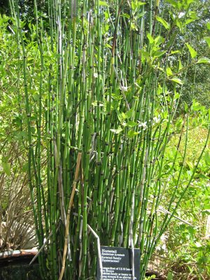 Horsetail, which appeared to be a type of bamboo.