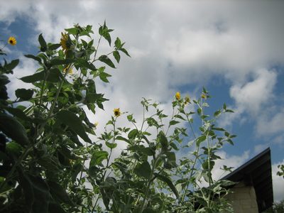Sunflowers!