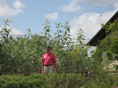 Dad and the sunflowers.
