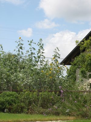 Very tall sunflowers.