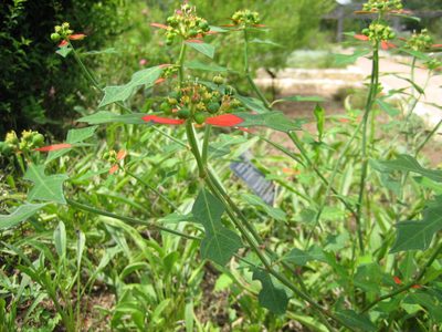 A bizarre plant with leaves that were red, green, or red...