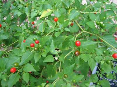 A type of pepper.