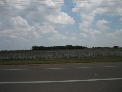 Cotton!  I love how it looks like snow.