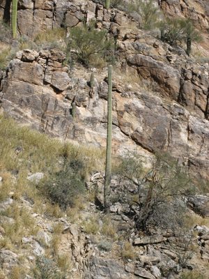 A "cigaro" cactus.
