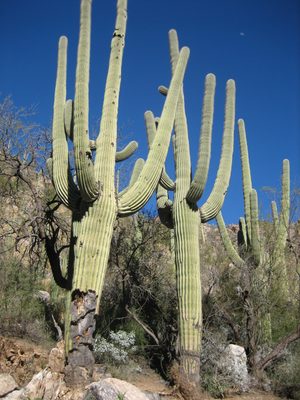 Twin saguaro cacti on Mt. Lemmon.
