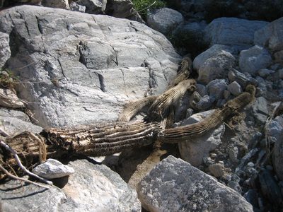 Poor fallen saguaro.