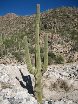 A nearly perfect saguaro (in terms of two arms, evenly...