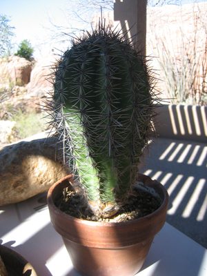 Thirty year old saguaro in a pot.  I would like one of these.