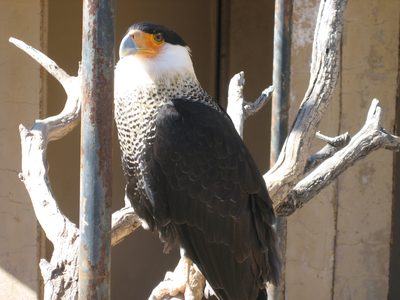 Mr. Falcon says hello.