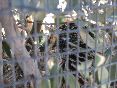 Ms. Roadrunner is sitting on her nest.