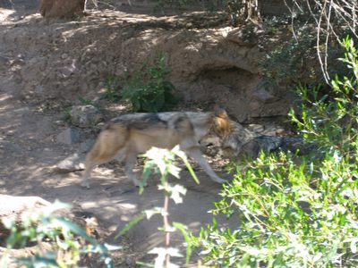 Unhappy pacing wolves.
