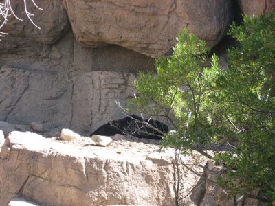 The black bears just laid there, asleep.
