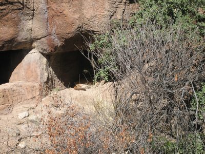 So did the mountain lion.