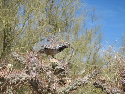 A lady cactus wren returns to her nest with fixins for...