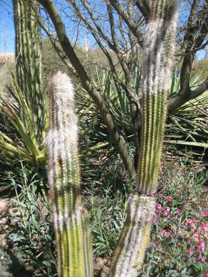 A furry old-man cactus.