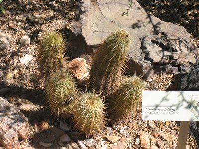 Porcupine cacti.