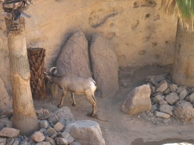 The big-horned sheep came down from their rock and...