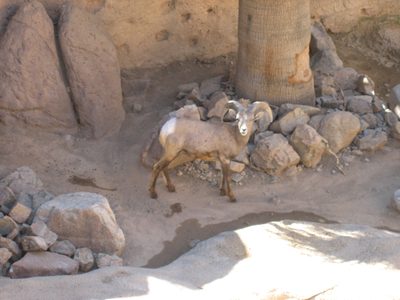 Very cute little beasts, these were.