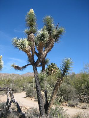 A joshua tree.  Not native to the area, but still neat to see.