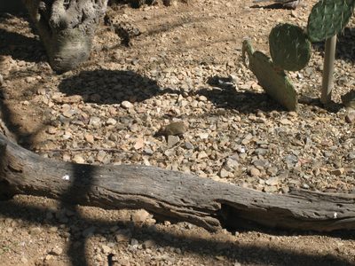 In the walk-in aviary.  These little mice had no fear.