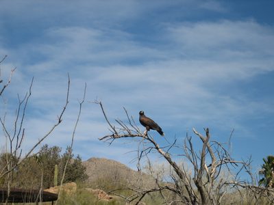 A Harris Hawk during the raptor free flight at the...