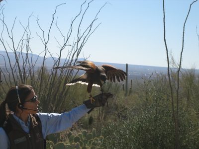 We are still in debates as to whether these birds are...