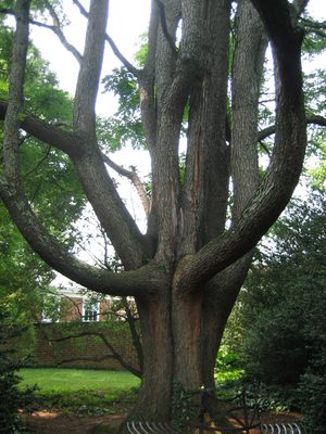 A fun tree in Garden 10.