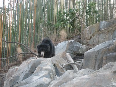 A sloth bear.  He was much more active than what I think...