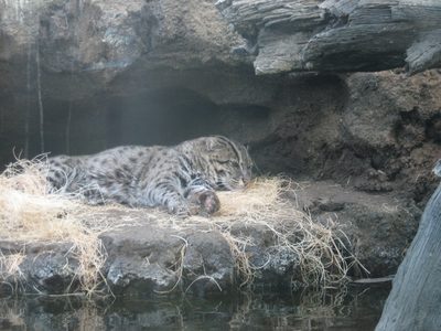 A fishing cat, the largest of the small cats.  So very,...